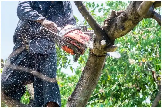 tree services Chattaroy